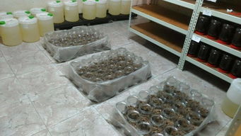 食品廠回收再利用狗飼料袋分裝茶葉，食品安全堪憂